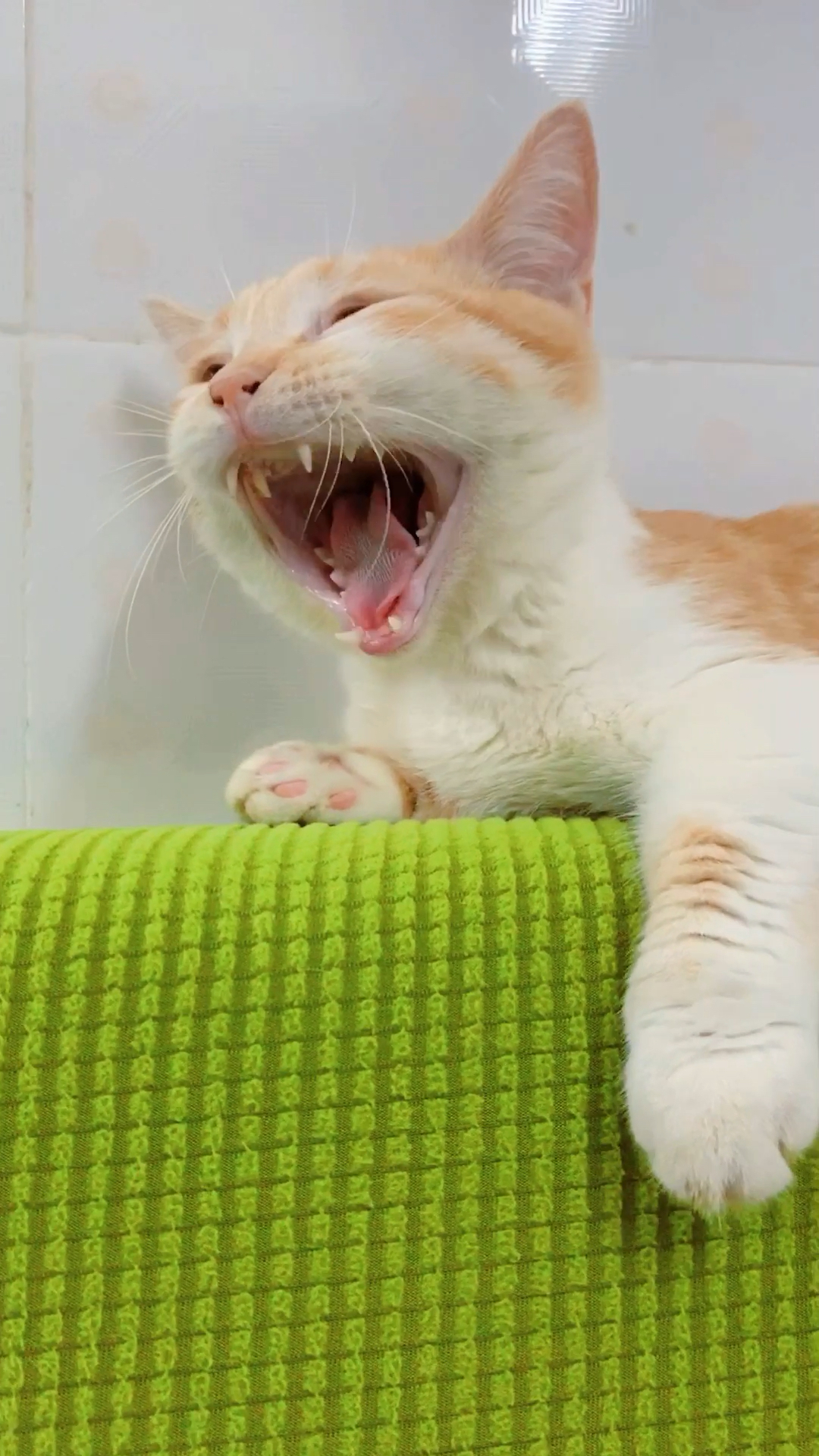 热猫剧苹果版(下载热猫直播平台)-第9张图片-有道翻译官网 热猫剧苹果版(下载热猫直播平台)-第9张图片-有道翻译官网