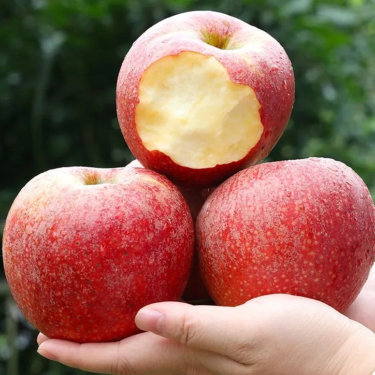 包含古早大版苹果的词条-第3张图片-有道翻译官网 包含古早大版苹果的词条-第3张图片-有道翻译官网