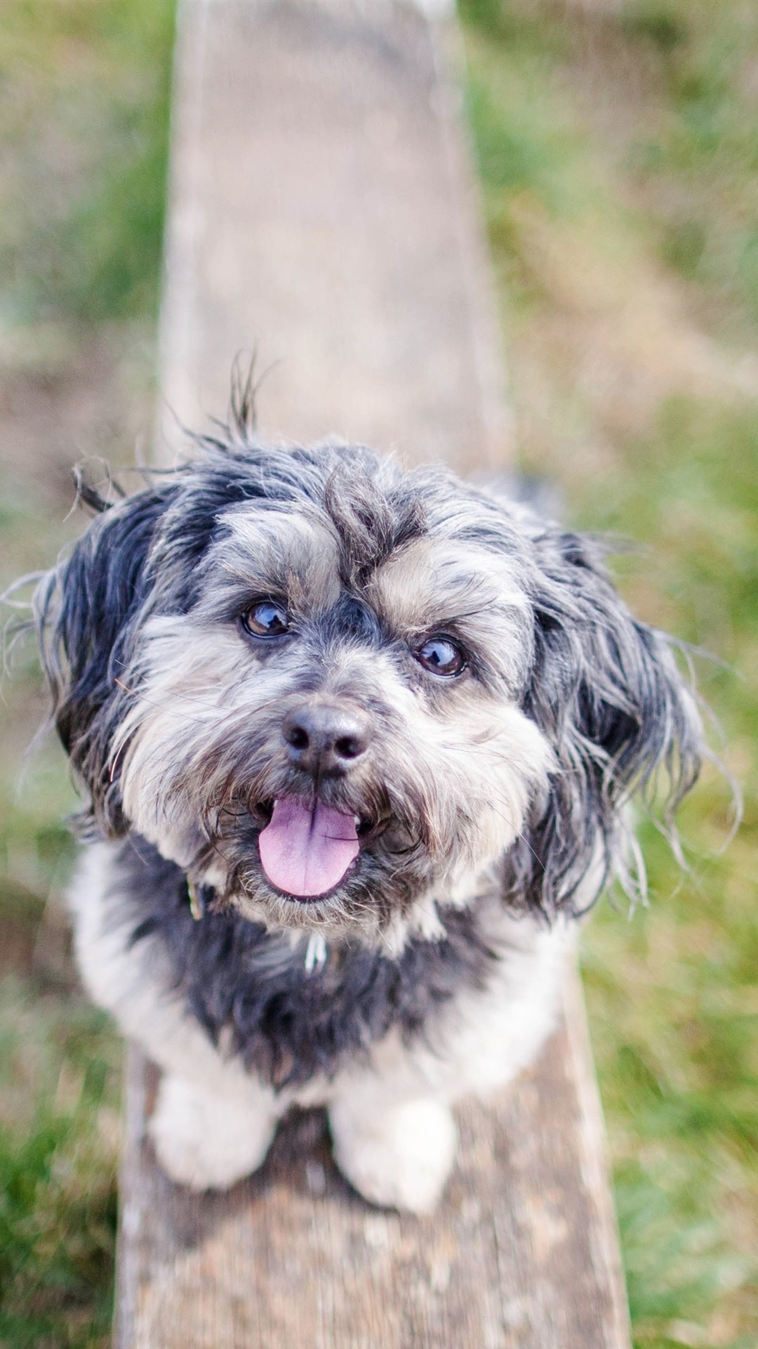 水印狗苹果版免费版下载的简单介绍